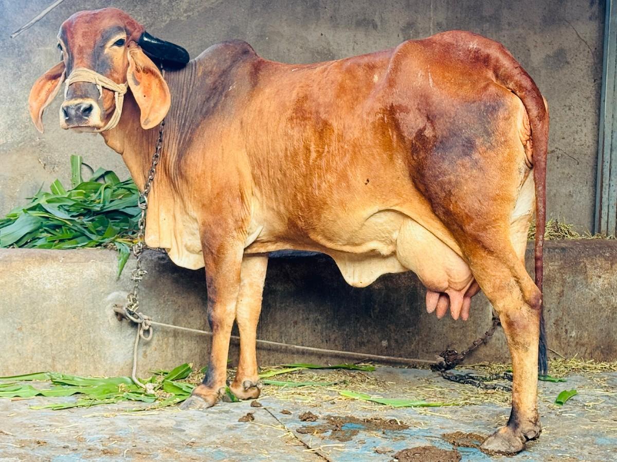 ગાય વેચવાની છે