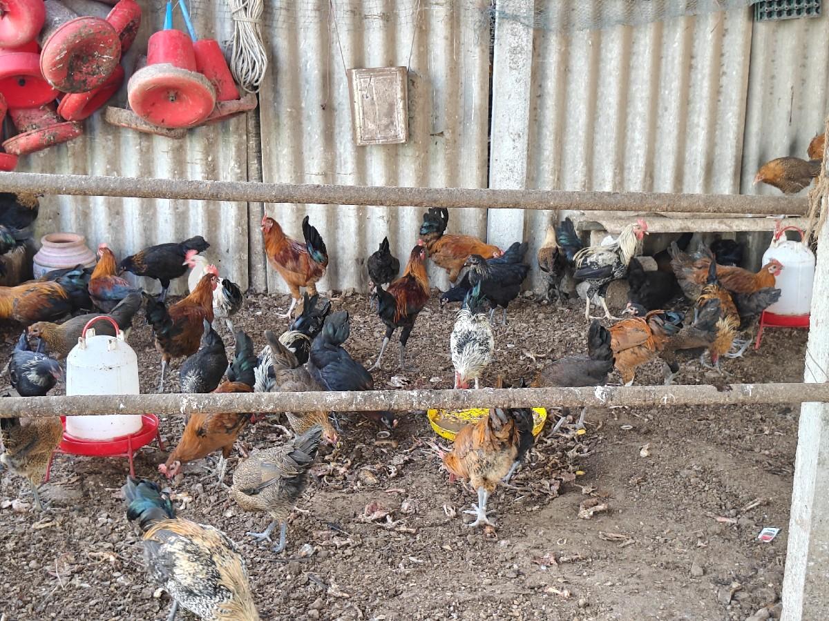 થંબનેલ 3