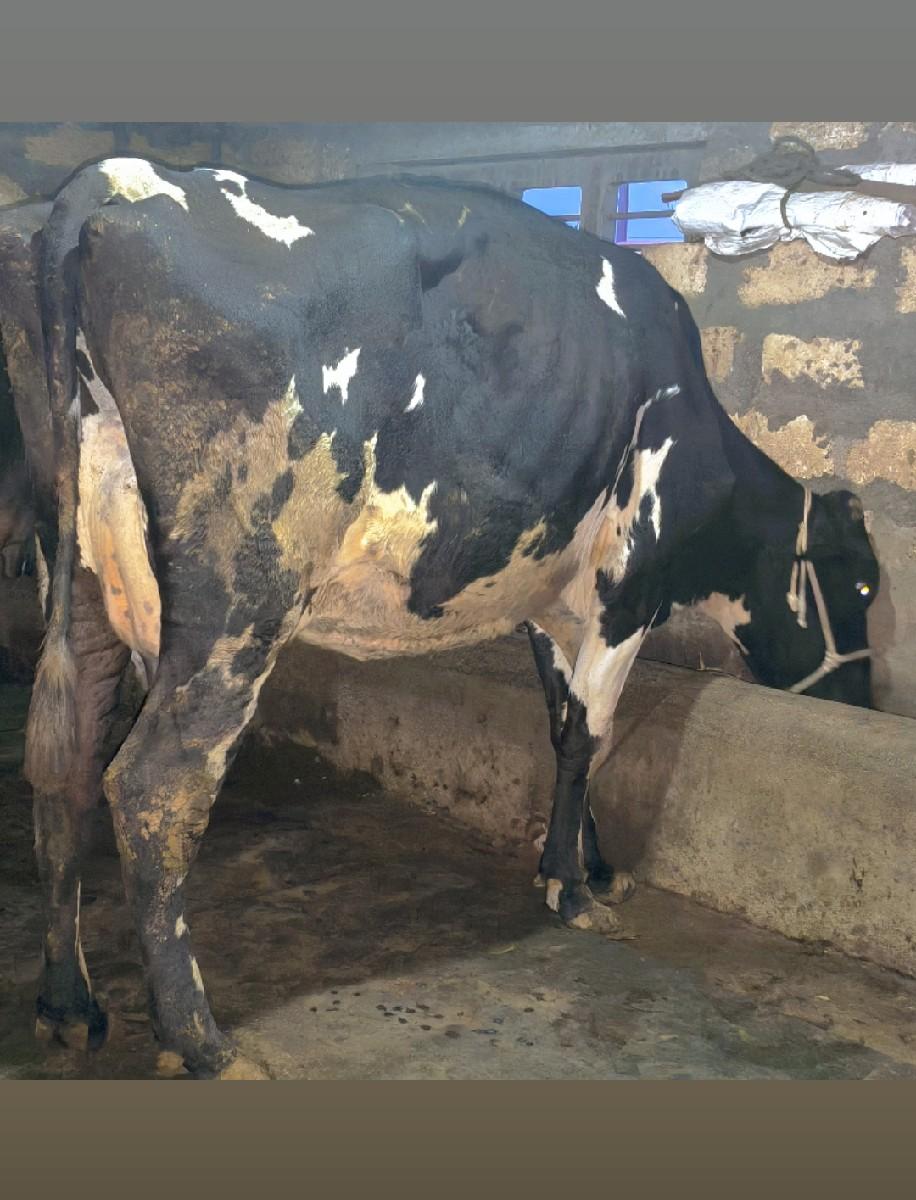 થંબનેલ 3