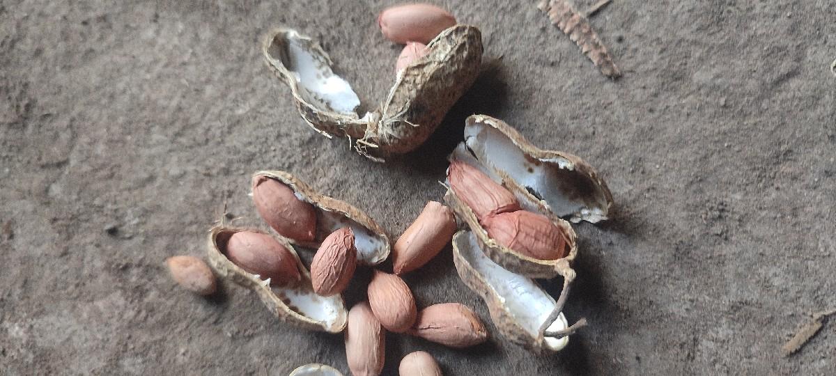 માંડવી નું 32 નંબર નું બી