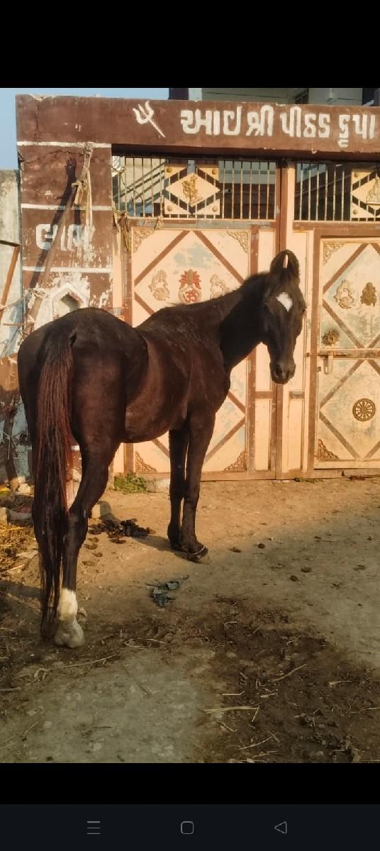 સાટા કરવા ના સે ભેશ હારે