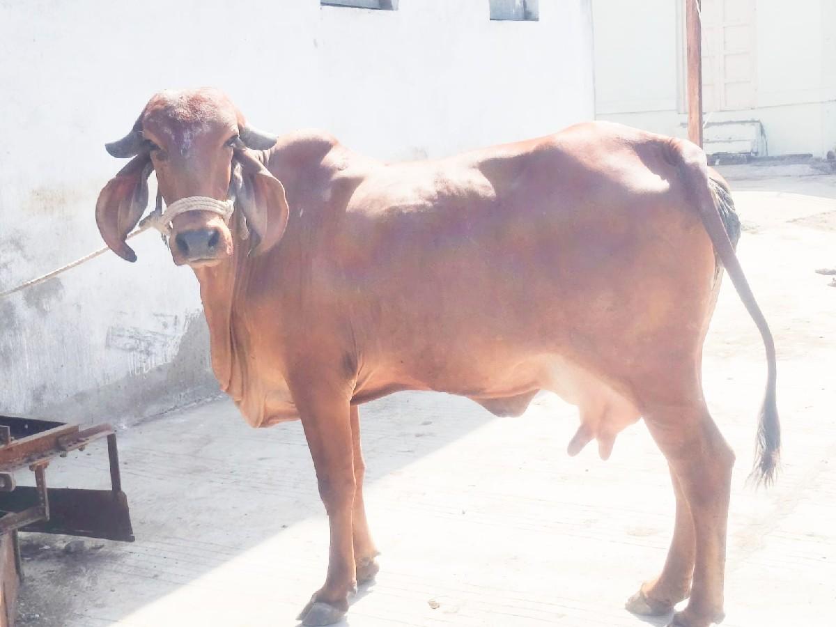 થંબનેલ 2