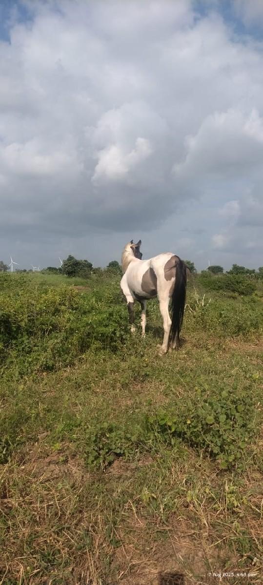 થંબનેલ 2