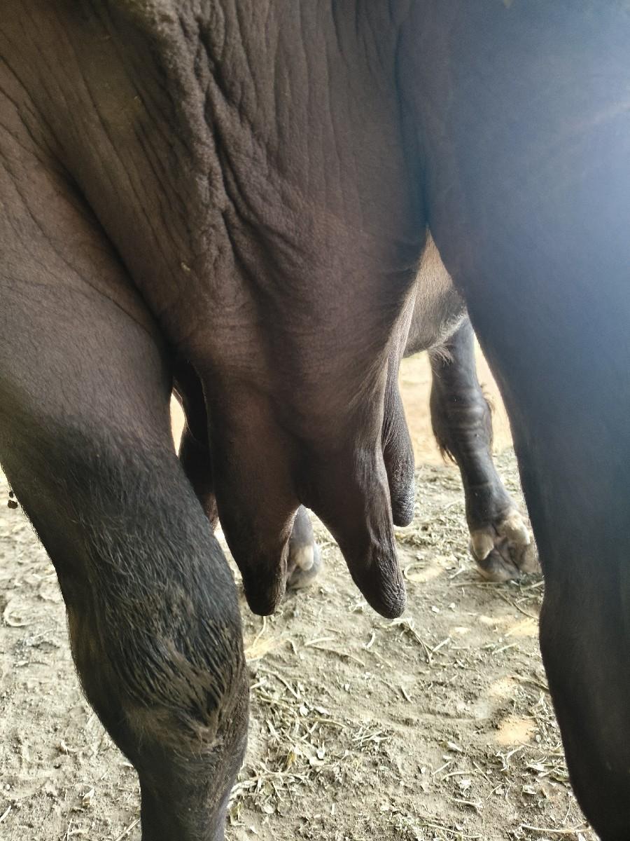 ભેંસ વેચવાની છે.વેતર.3.જુ