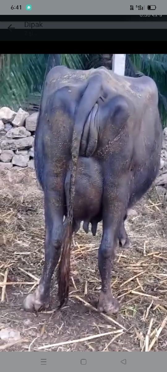 ભેંશ વેશવાની છે