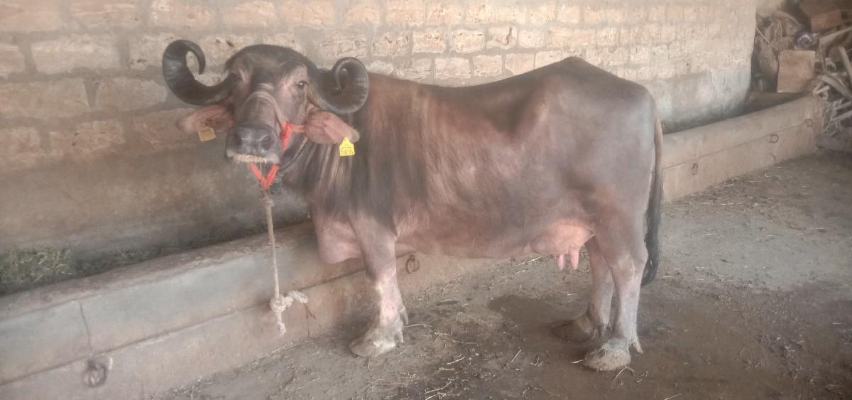 થંબનેલ 1