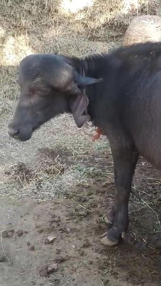 થંબનેલ 2