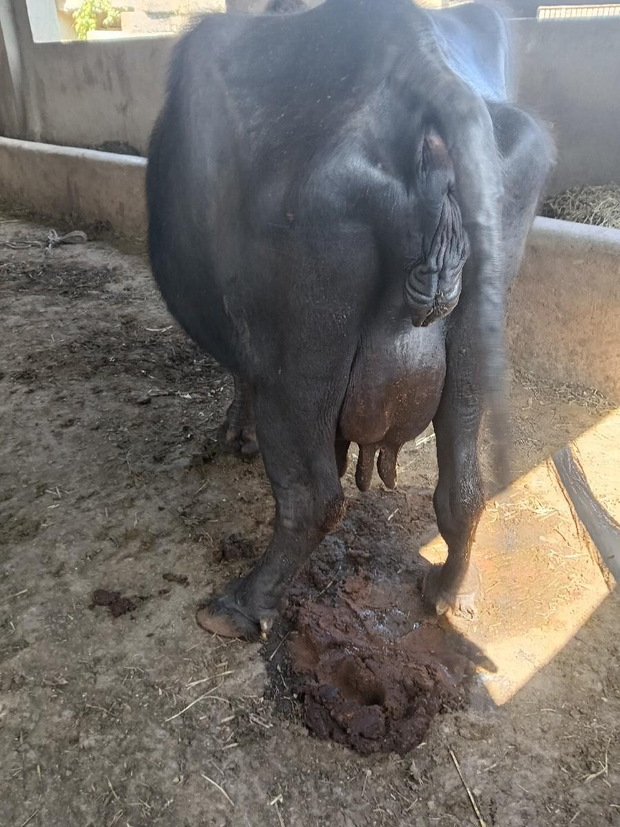 થંબનેલ 4