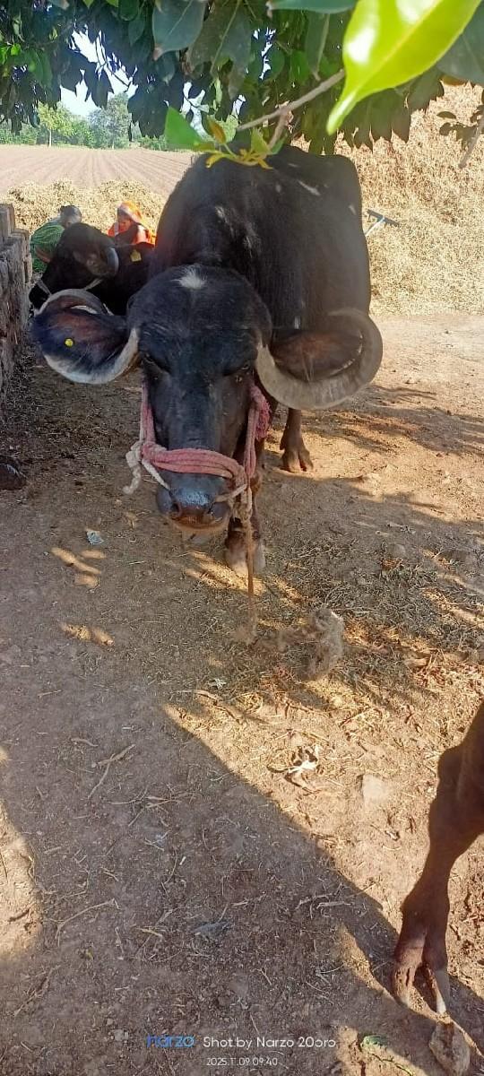 ભેસ વેચવાની છે.