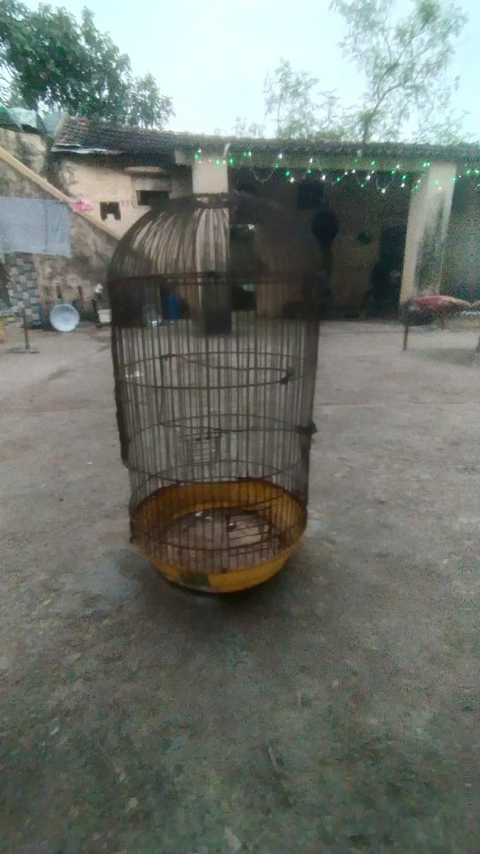 પોપટ નું પીંજરુ વેચવાનું છે