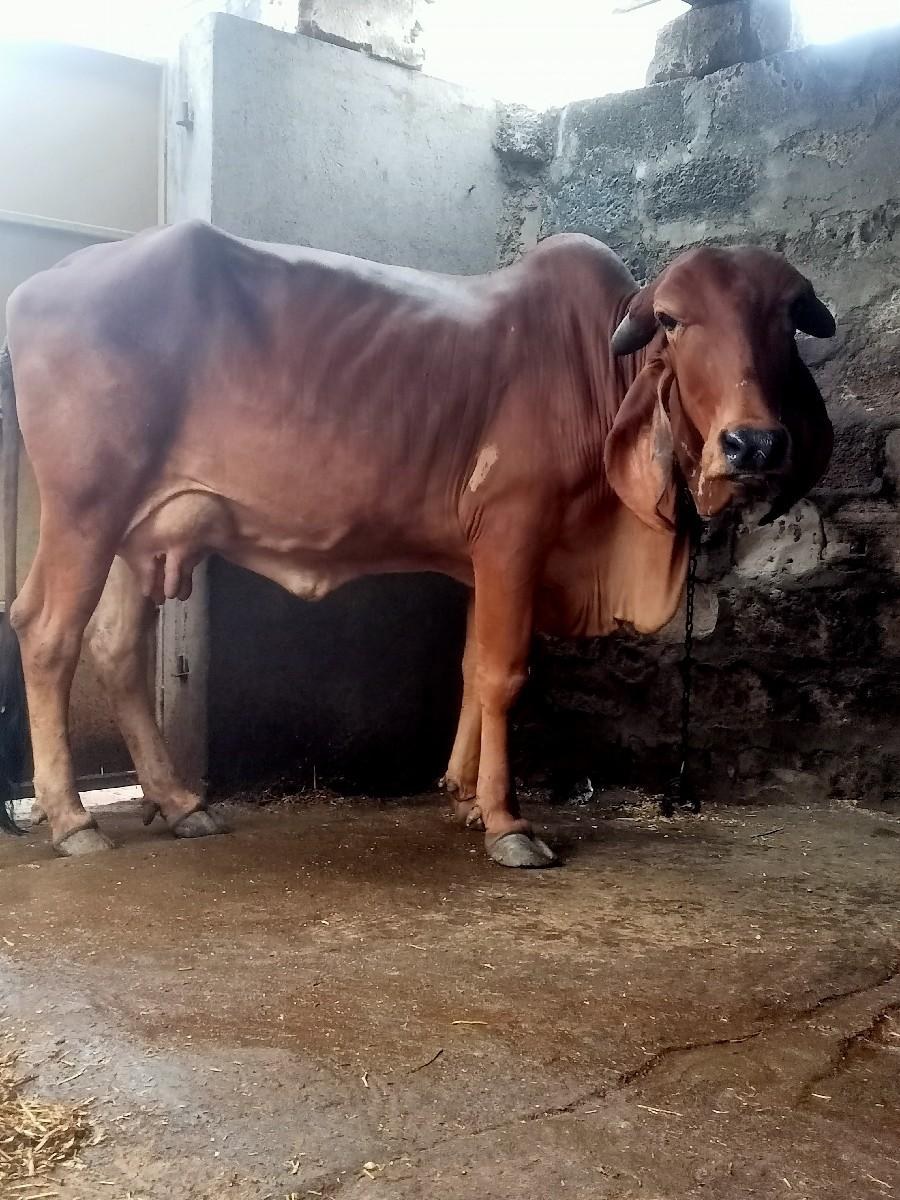 થંબનેલ 2