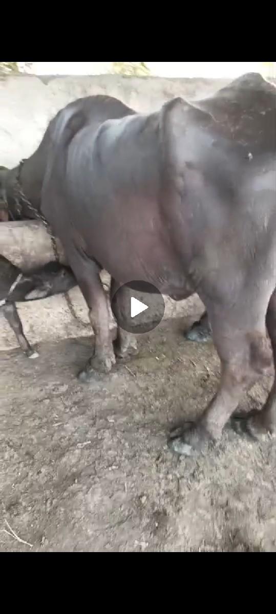 થંબનેલ 2