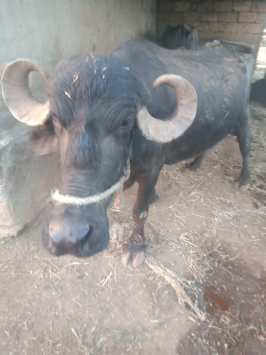 થંબનેલ 2