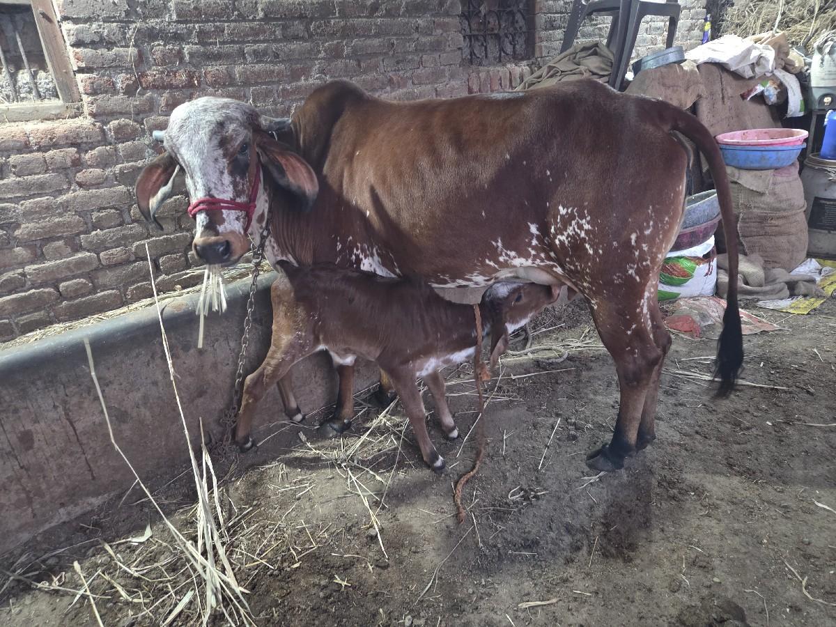 થંબનેલ 2