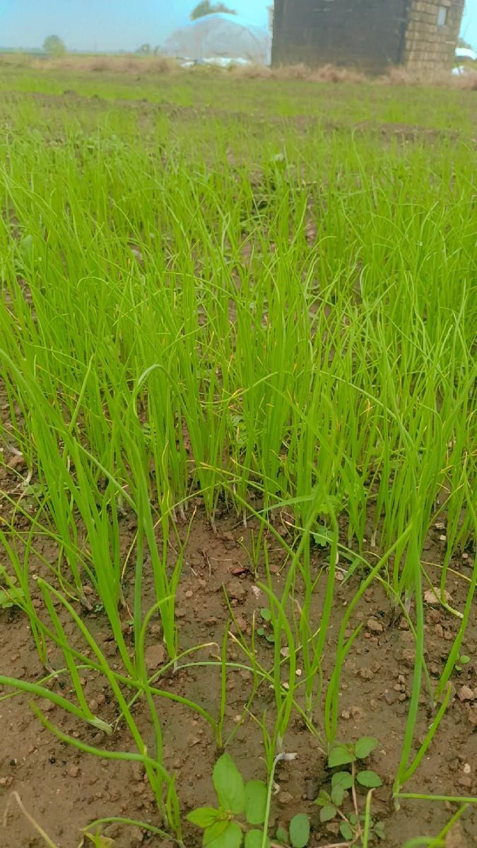 પિલીપતી ડુંગરી નો રોપ