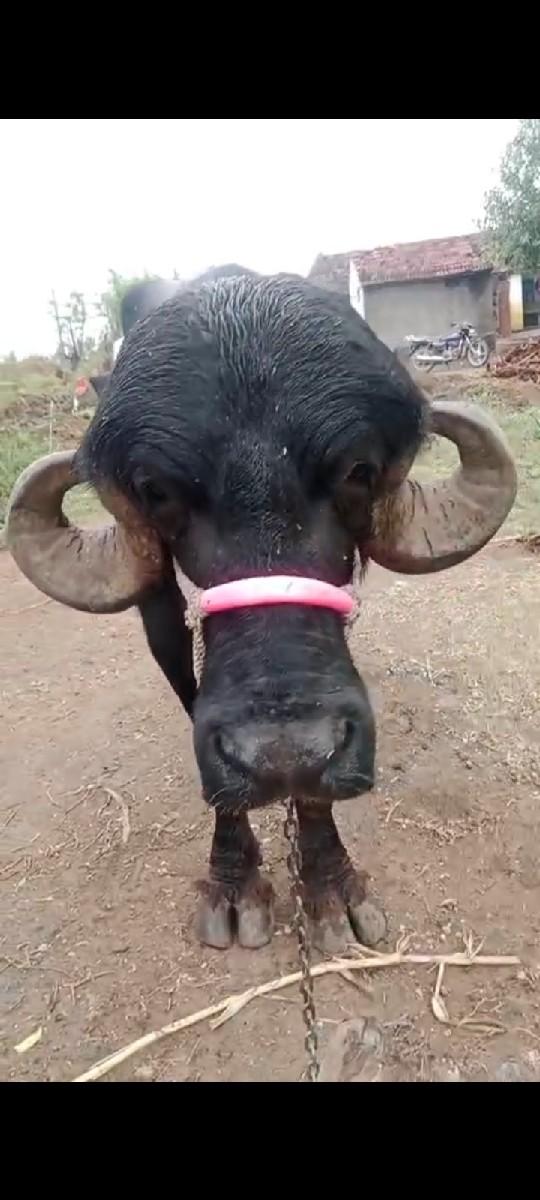 થંબનેલ 2