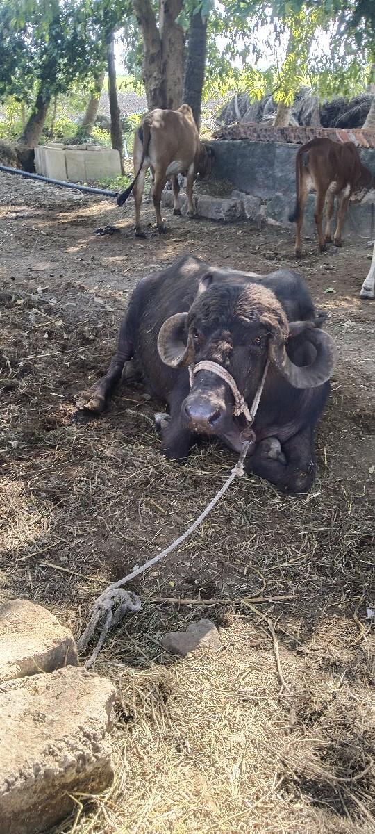 થંબનેલ 3