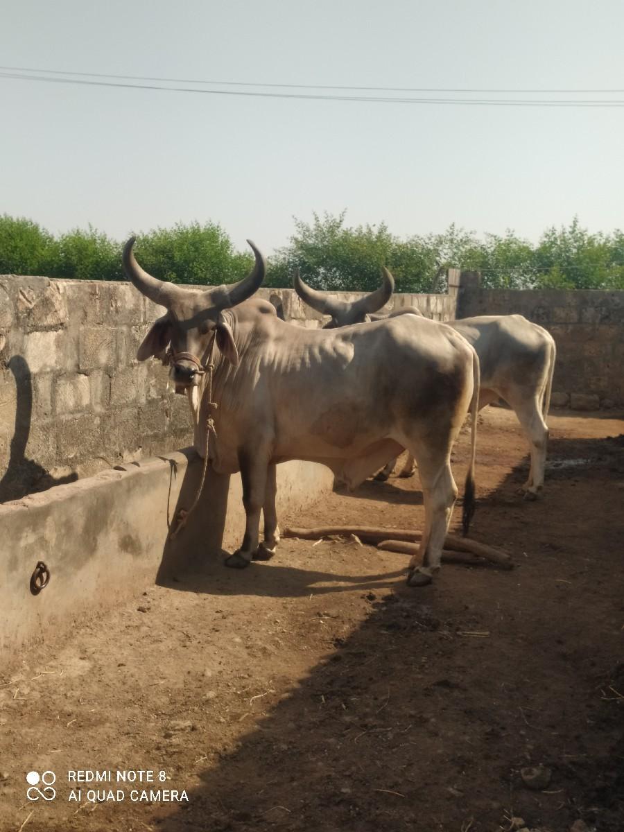 ગોધલા વેશવા ના શે