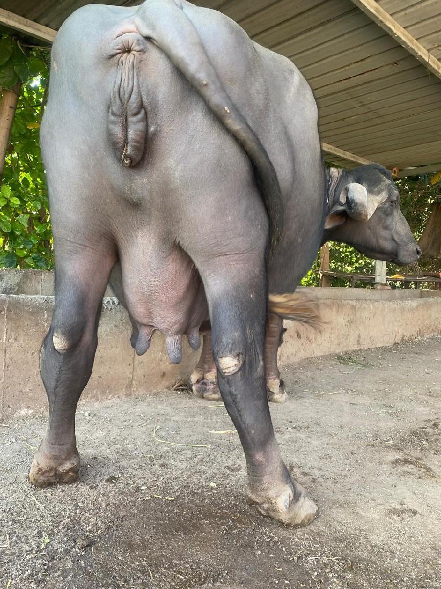 થંબનેલ 3