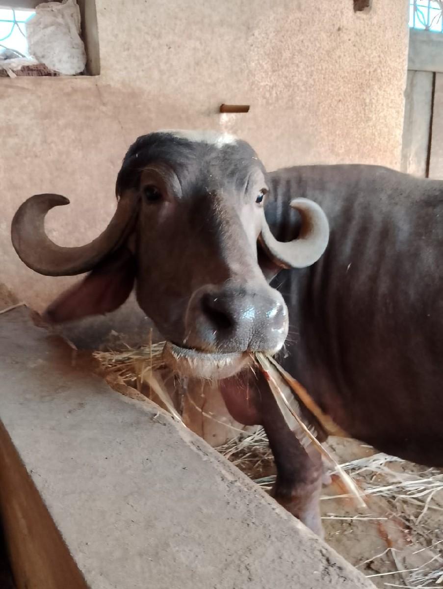 બેયભેસોસોજપણનીસે