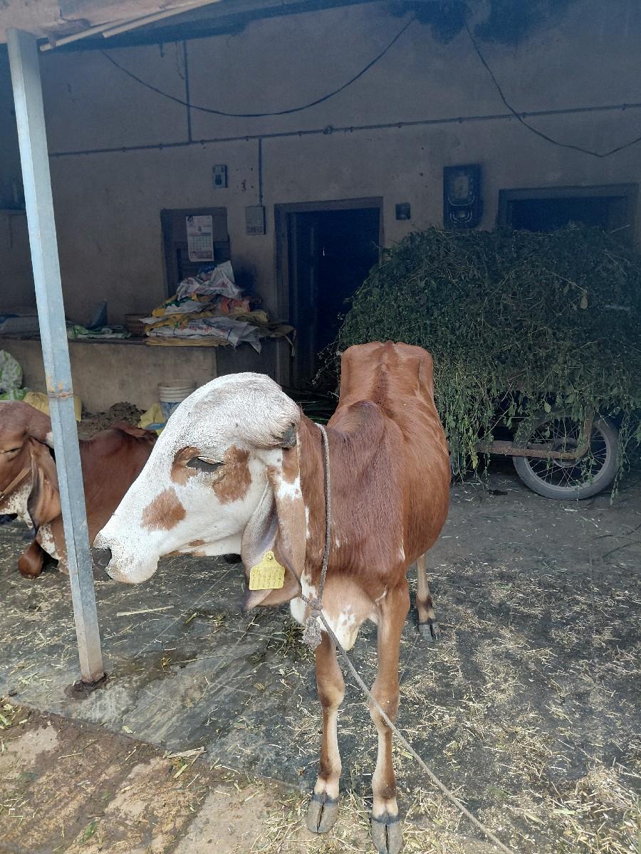 થંબનેલ 2