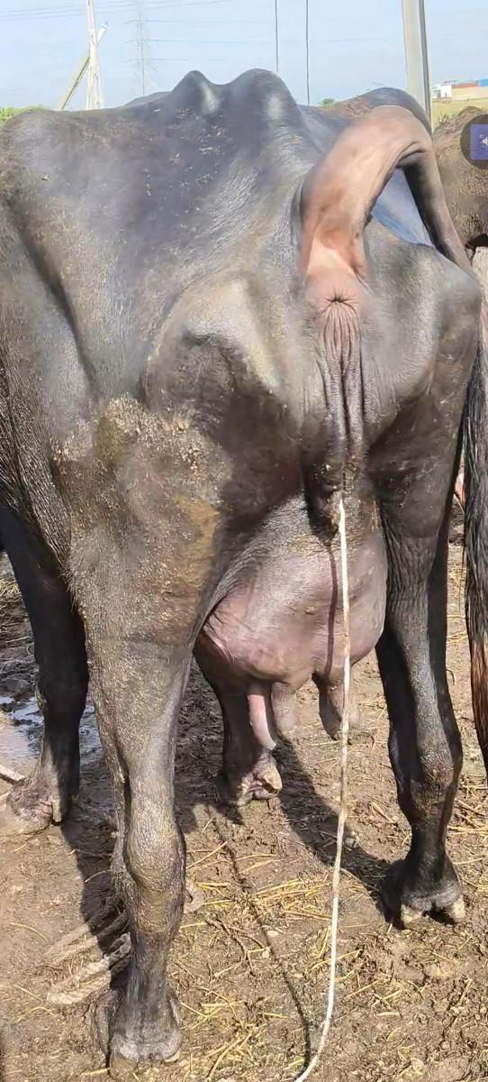 થંબનેલ 2