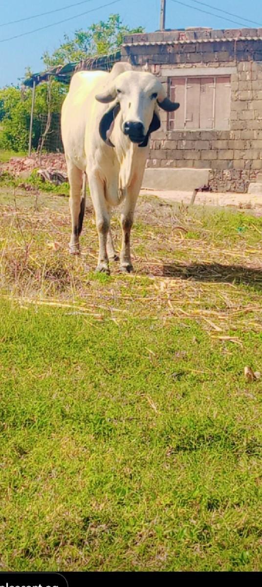 થંબનેલ 2