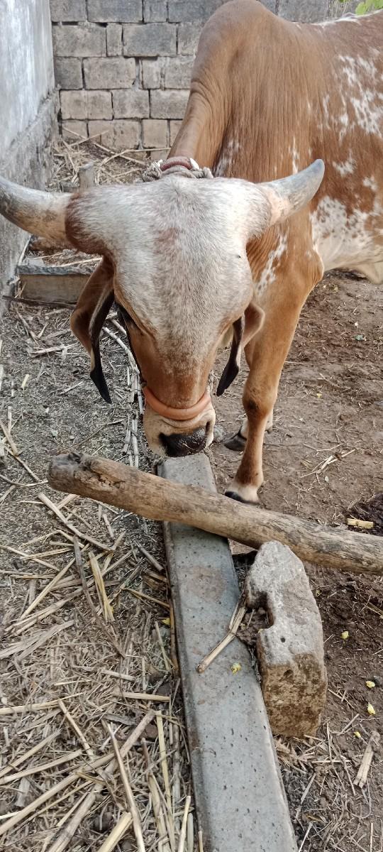 થંબનેલ 3