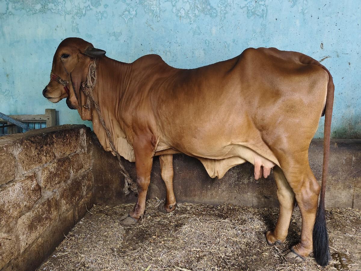 ગીર ગાય વેચવાની છે