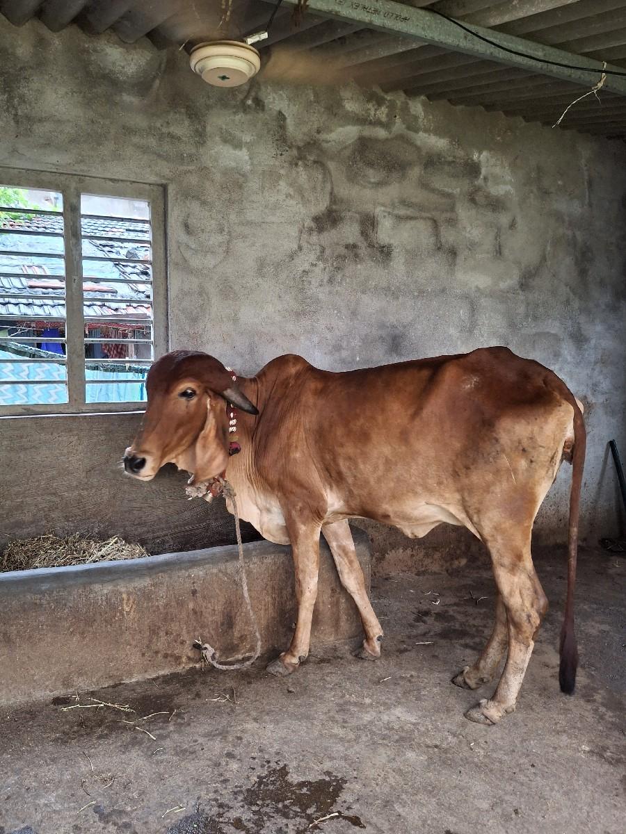 થંબનેલ 3