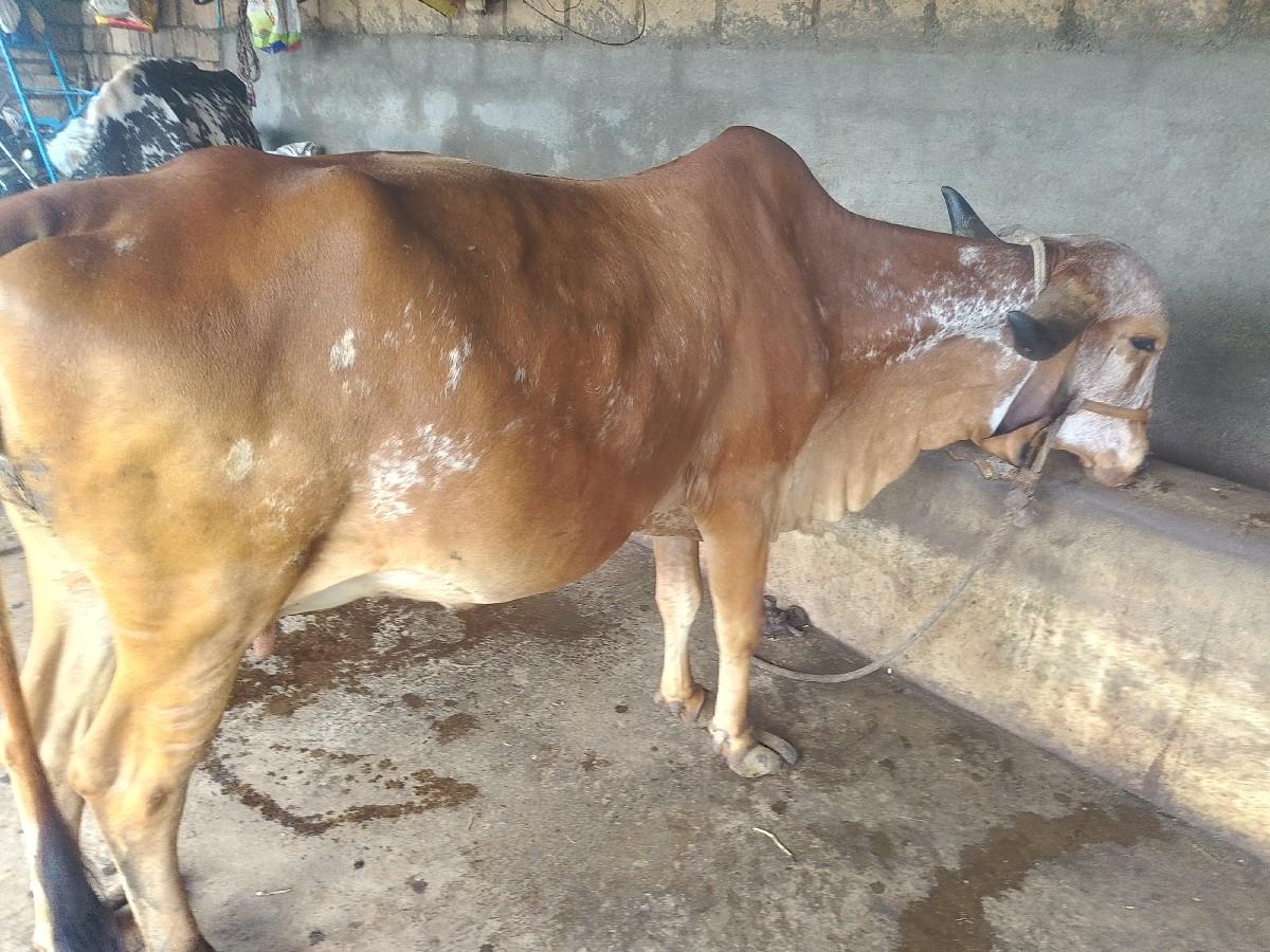 થંબનેલ 2