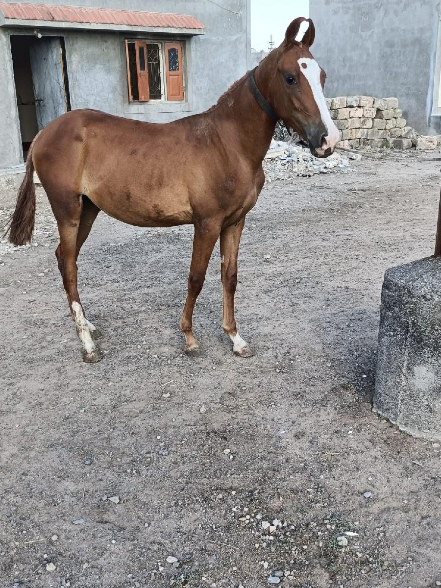 વશેરી વેચવાની છે