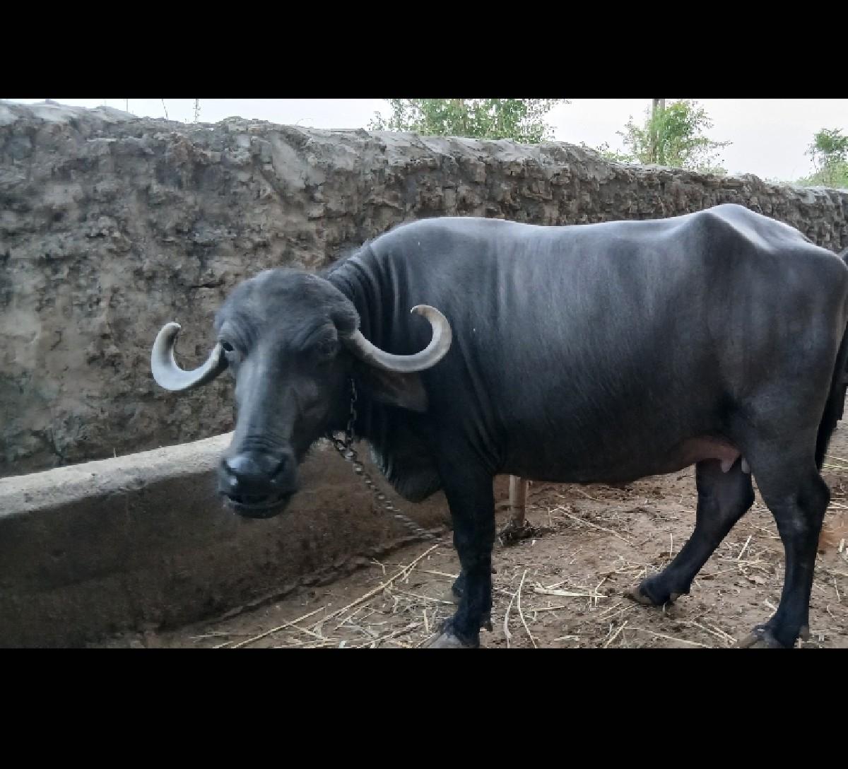 થંબનેલ 3