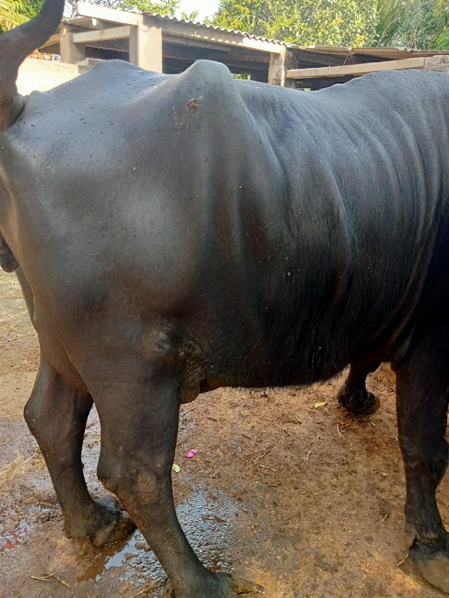 થંબનેલ 2