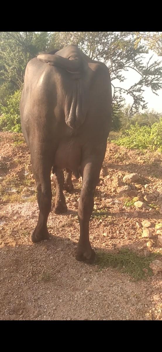 થંબનેલ 3