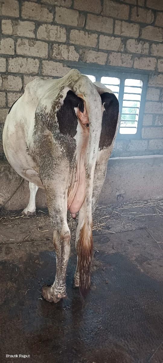 વેચવાની છે