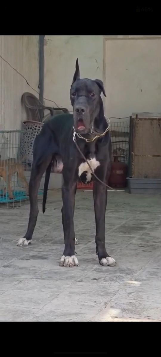 થંબનેલ 2