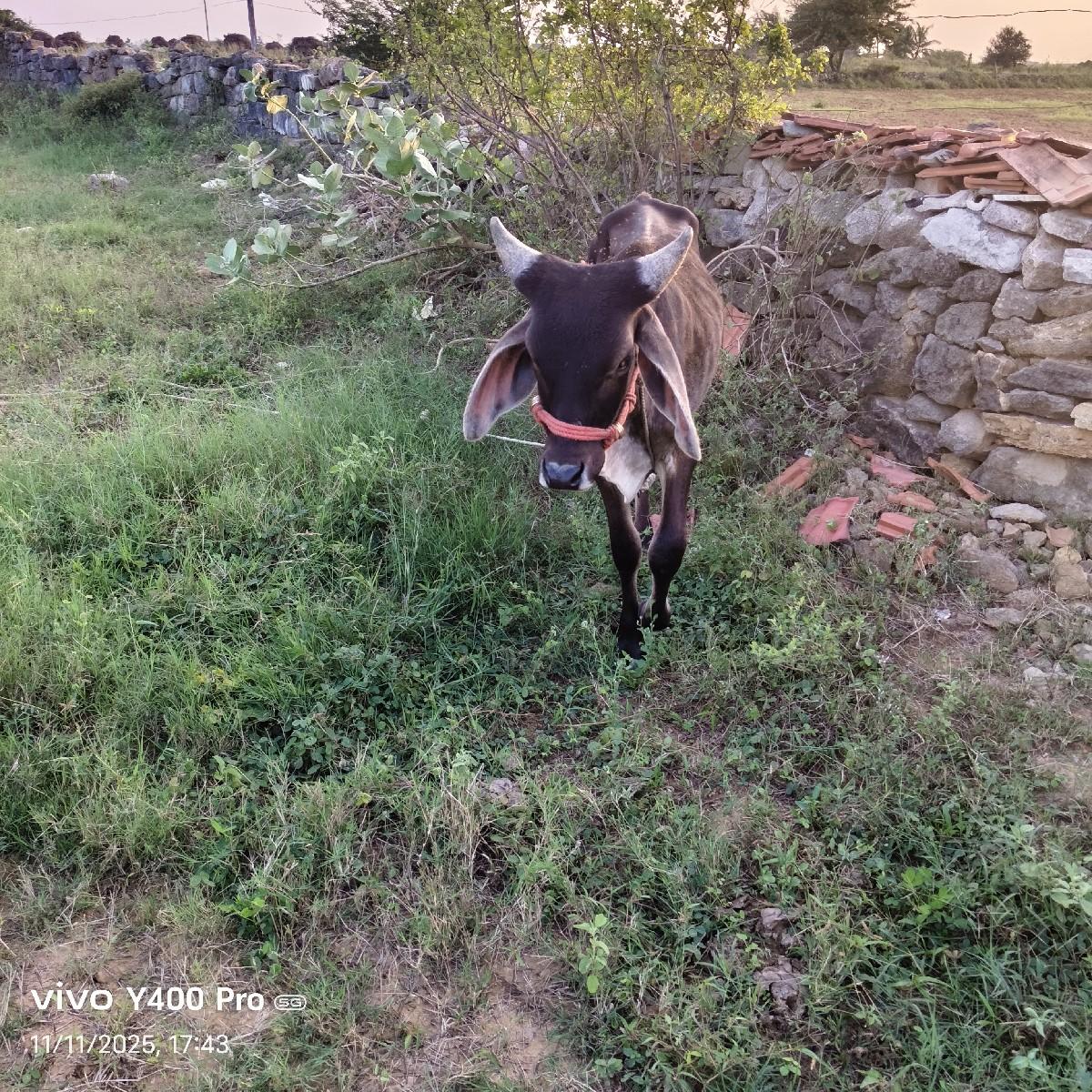 થંબનેલ 3