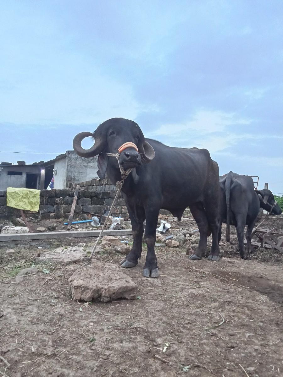 થંબનેલ 3