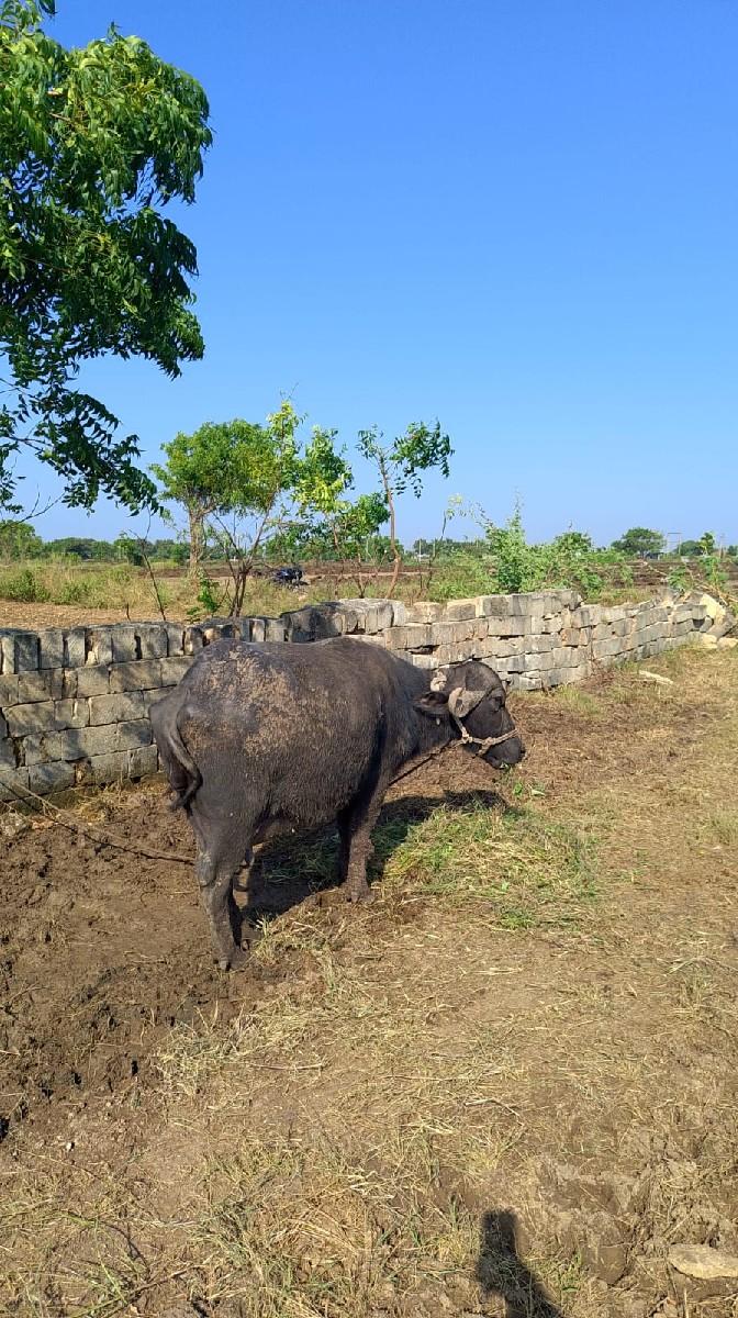 થંબનેલ 2