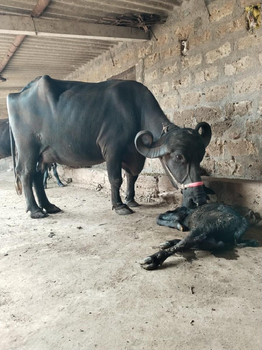 થંબનેલ 2