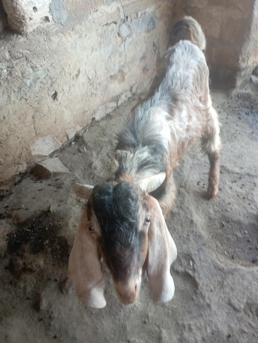 થંબનેલ 2