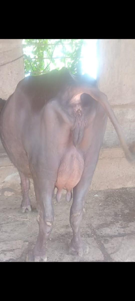 ત્રીજું વેતરવાણલસે નીસેપાડી