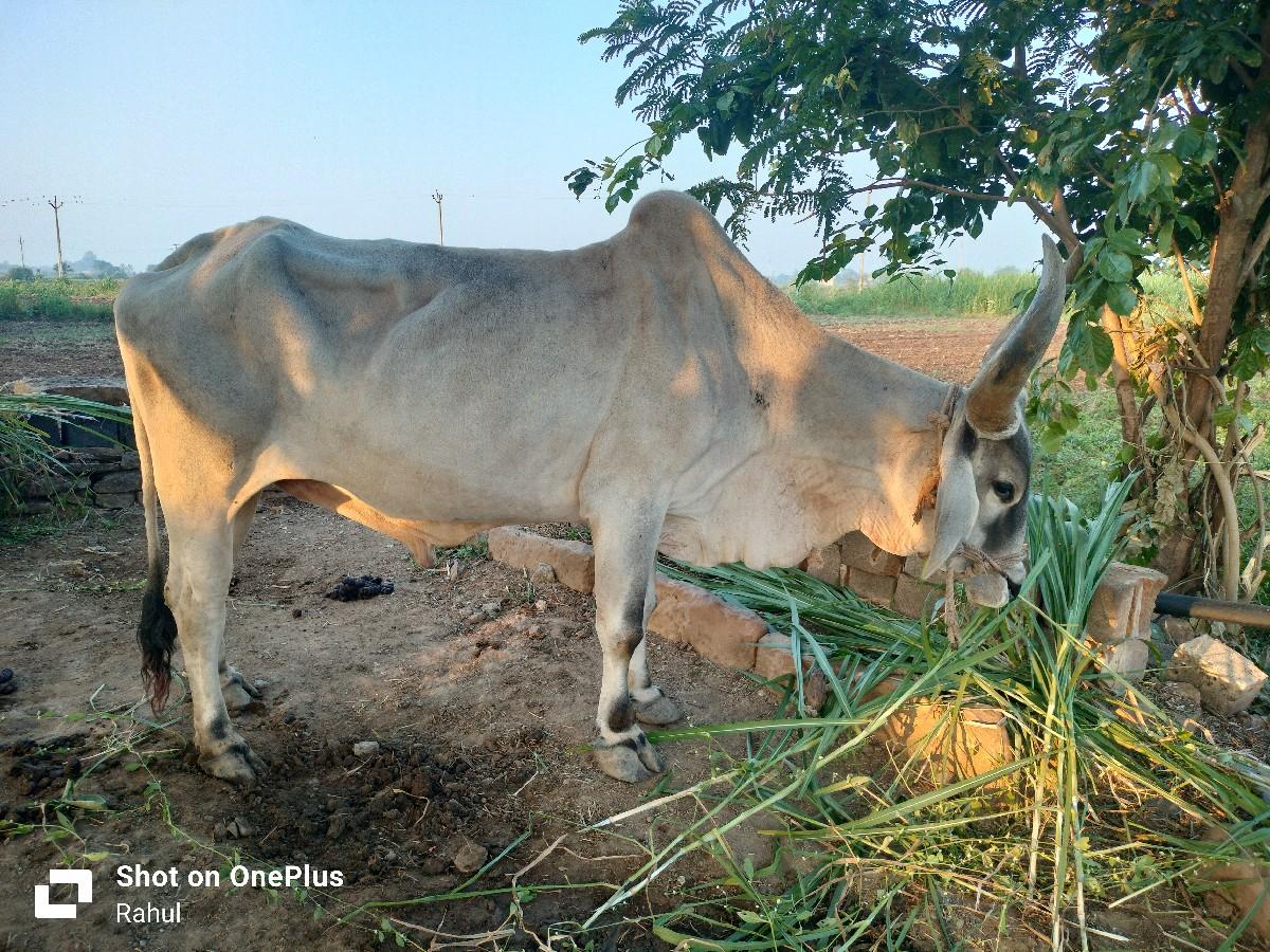 થંબનેલ 2