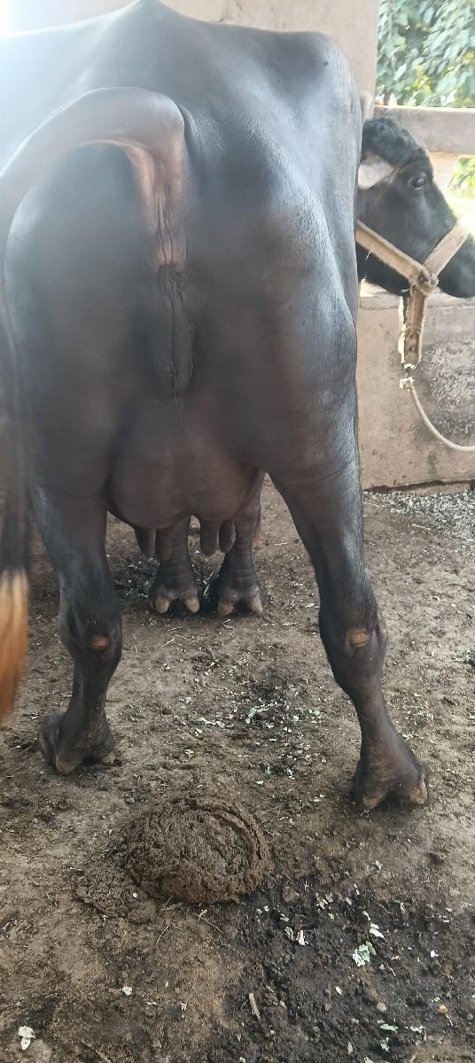 ભેંસ વેચવાની છે