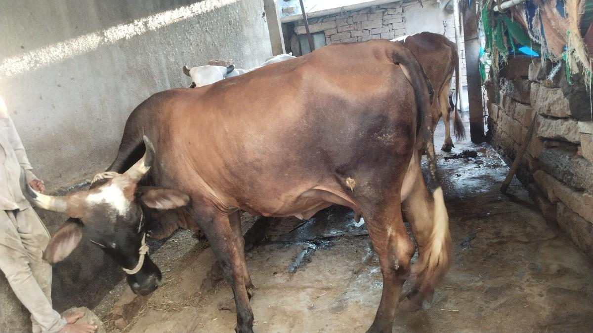 ગાય વેચવાની છે