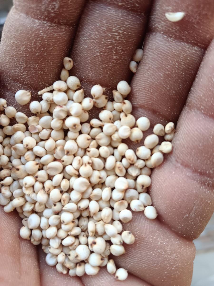 જુવાર વેચવાની છે