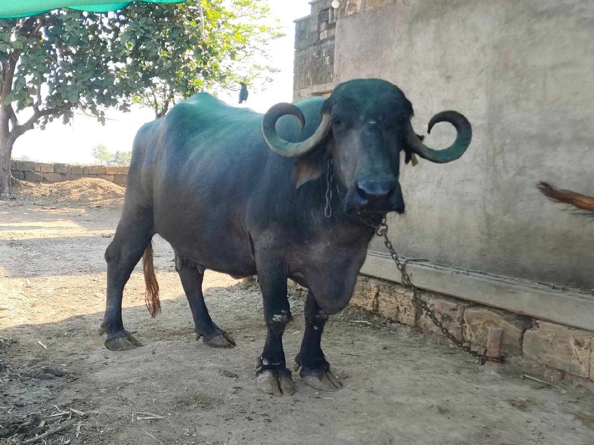 થંબનેલ 3