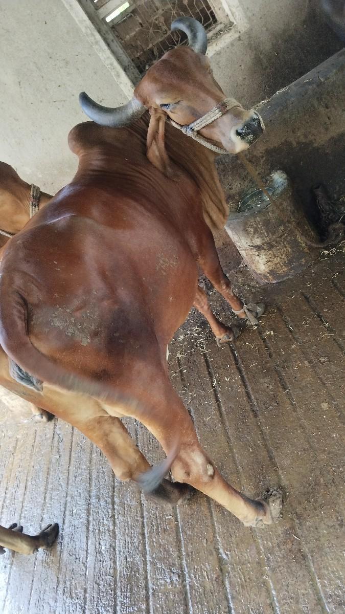 થંબનેલ 2