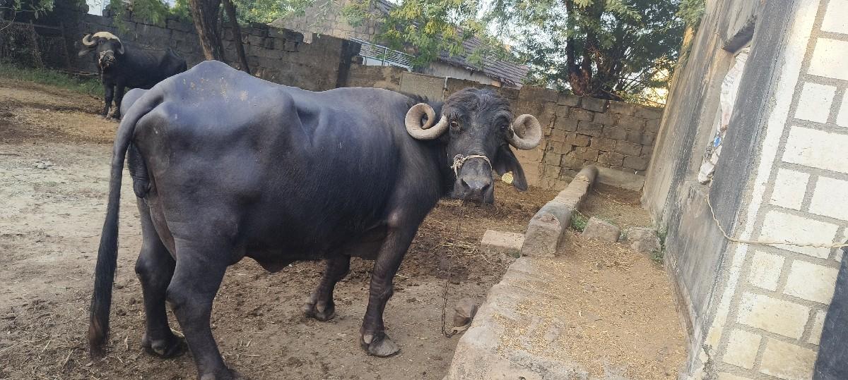 થંબનેલ 3